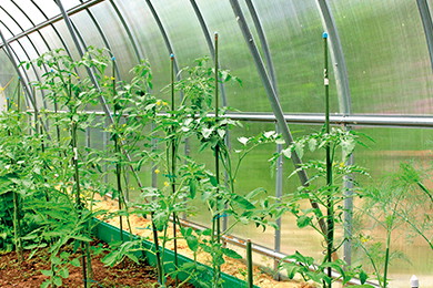 applications/greenhouses/commercial-greenhouse-2.jpg